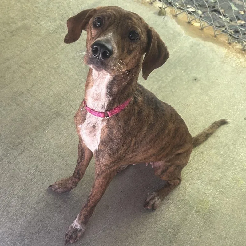 An adult small-sized female Mixed Breed dog named Lena for adoption in Greenville, PA