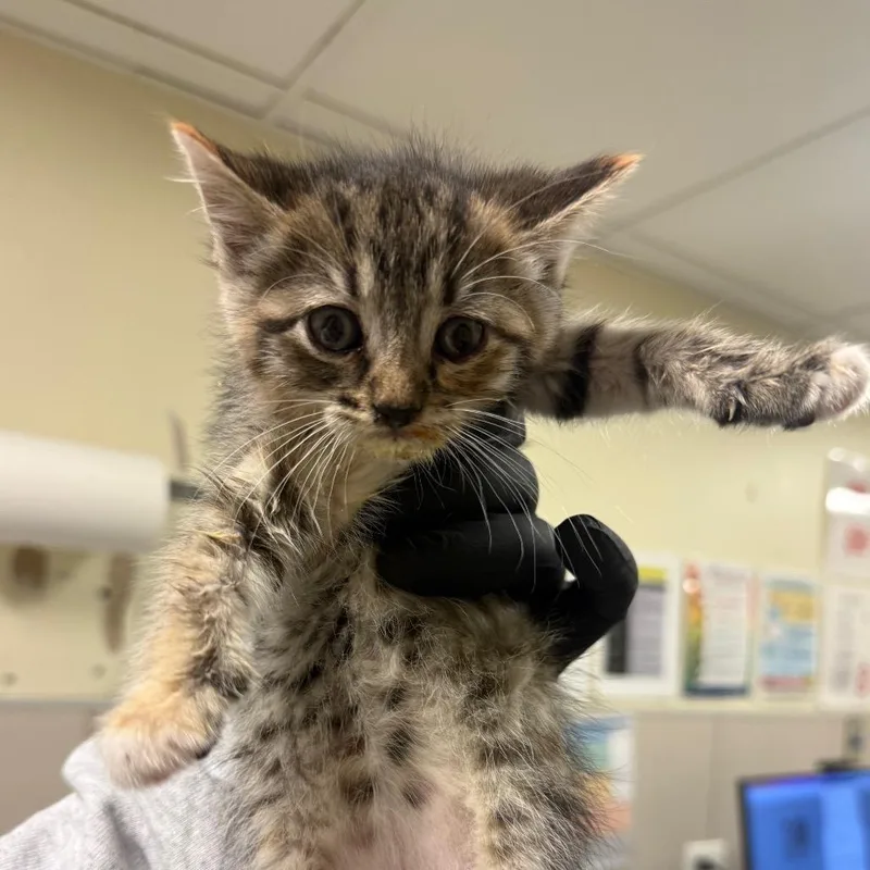 A baby small-sized female Brown / Chocolate Domestic Short Hair cat named Rose for adoption in Hinsdale, IL