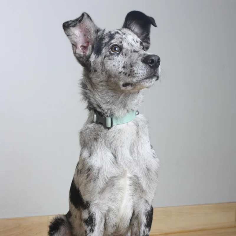 A baby medium-sized male Gray / Blue / Silver Catahoula Leopard Dog dog named Poseidon D for adoption in Minnetonka, MN