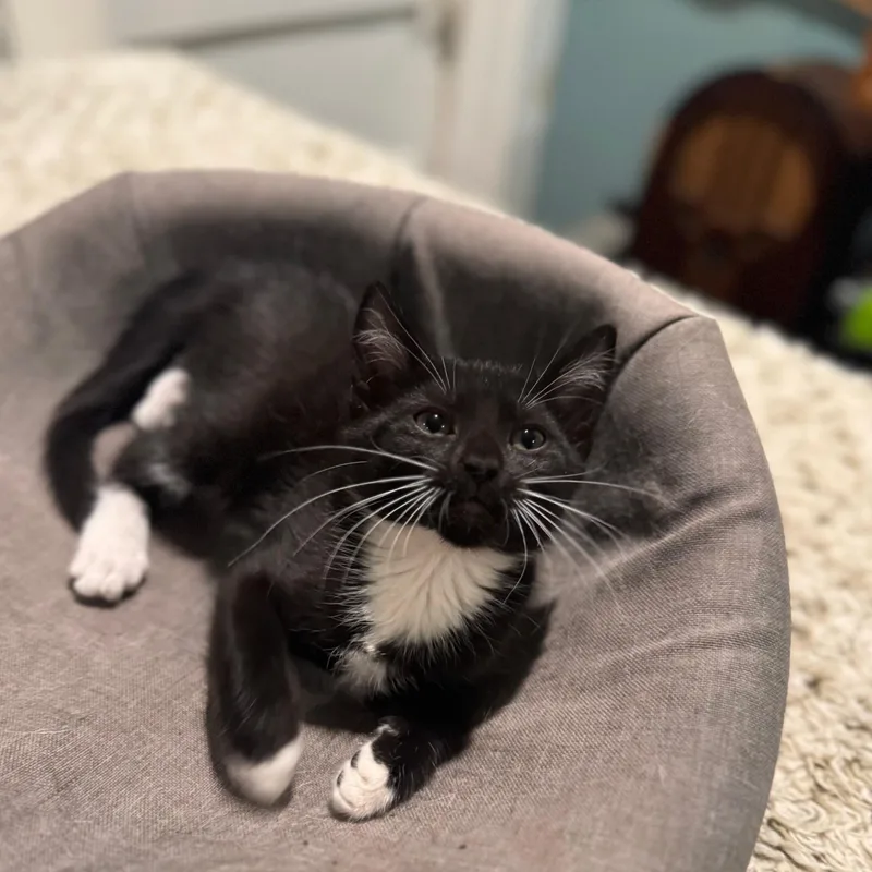 A baby medium-sized female Domestic Medium Hair cat named Wendy for adoption in Wilmington, NC