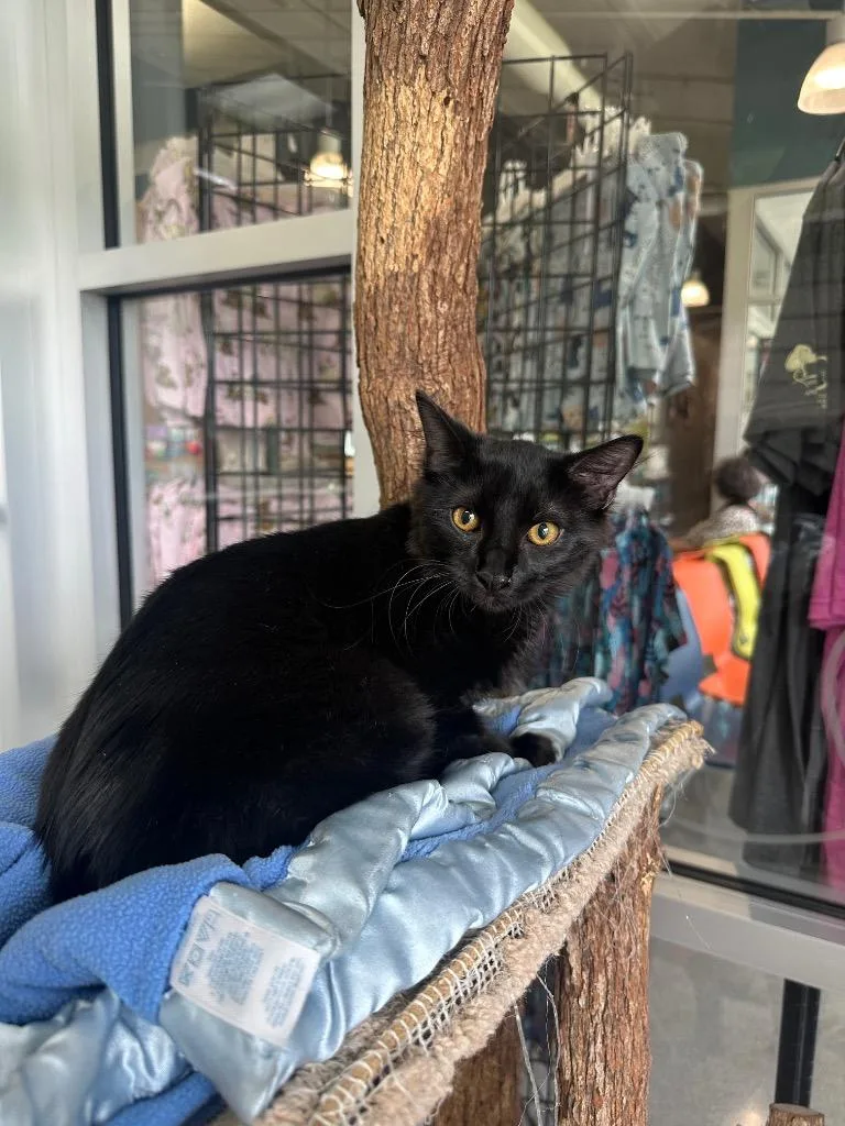 A baby medium-sized male Domestic Long Hair cat named Aro for adoption in Johnson City, TN