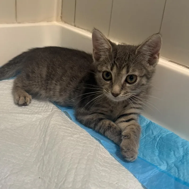 A baby medium-sized female Gray / Blue / Silver Domestic Short Hair cat named Mika for adoption in Moriches, NY