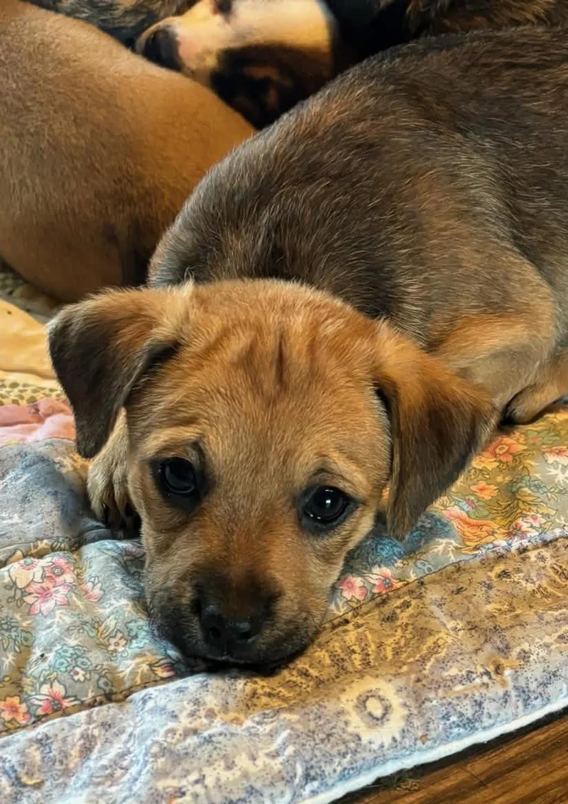 A baby medium-sized female Dachshund dog named Fiebi for adoption in Royal Palm Beach, FL