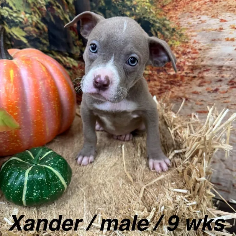 A baby medium-sized male Gray / Blue / Silver Pit Bull Terrier dog named Xander for adoption in North Bend, OR