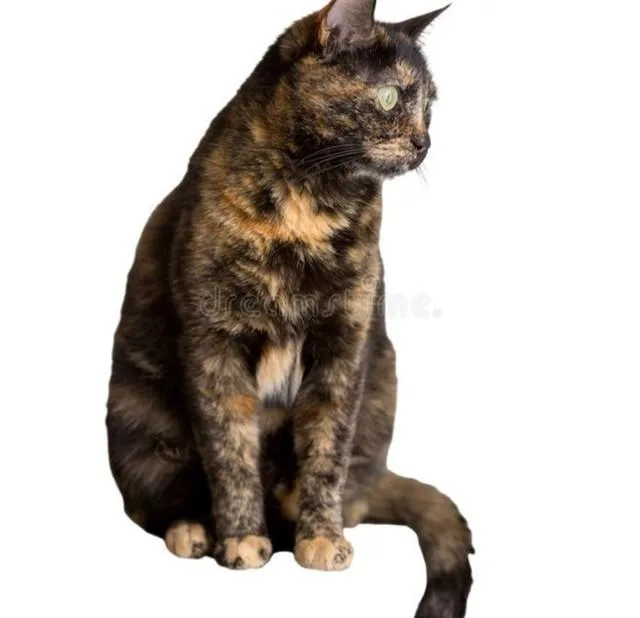 An adult medium-sized female Domestic Medium Hair cat named Alice for adoption in Jacksonville, FL