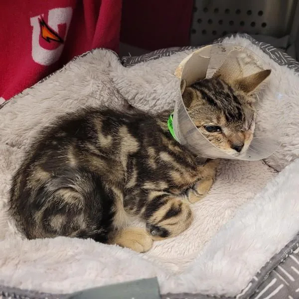 A baby small-sized male Domestic Short Hair cat named Gatsby for adoption in Oakland, CA