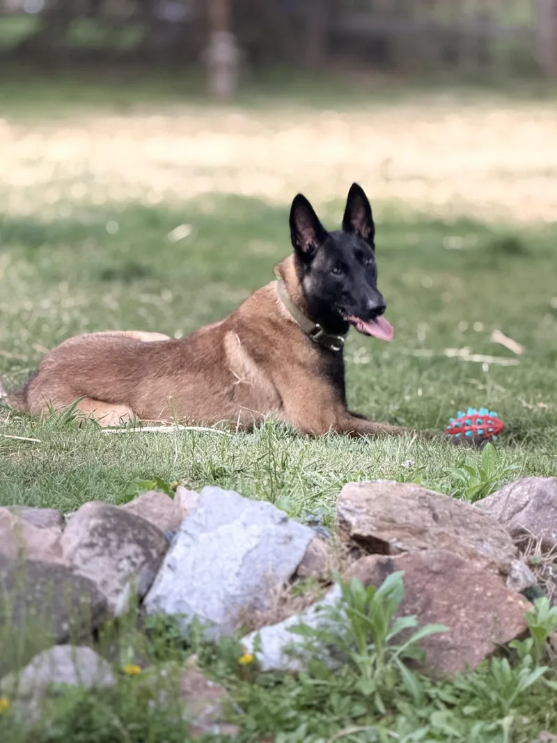 A young medium-sized male Belgian Shepherd / Malinois dog named Kai for adoption in University Place, WA