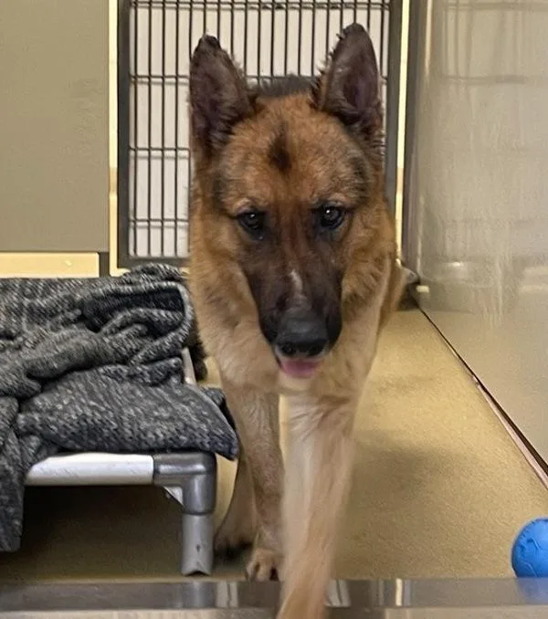 An adult medium-sized male German Shepherd Dog dog named Sonic for adoption in Escondido, CA