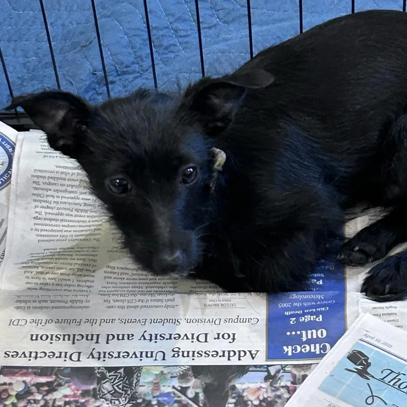 A young small-sized male Black Terrier dog named Titus for adoption in Prescott, AZ