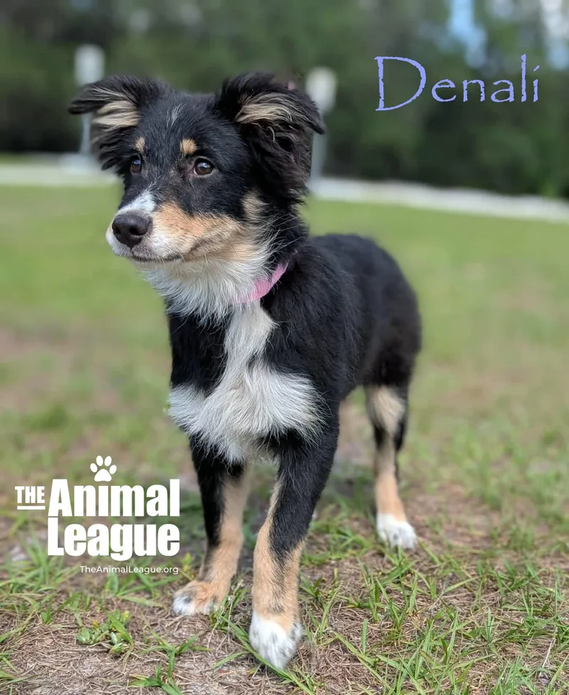 Denali