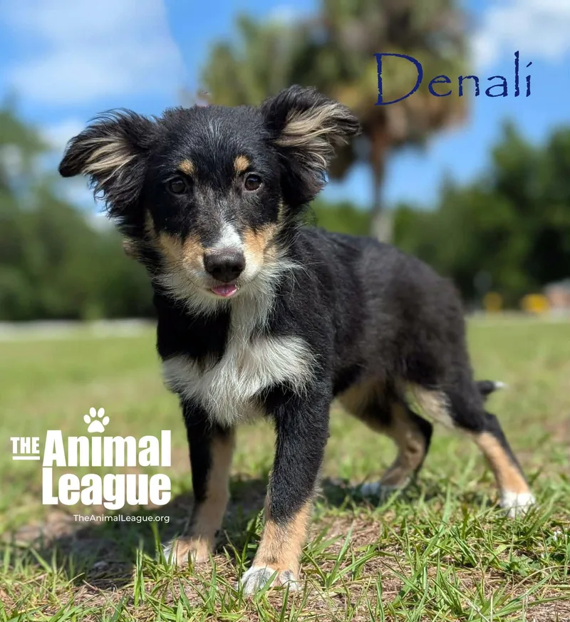 Denali thumbnail 2