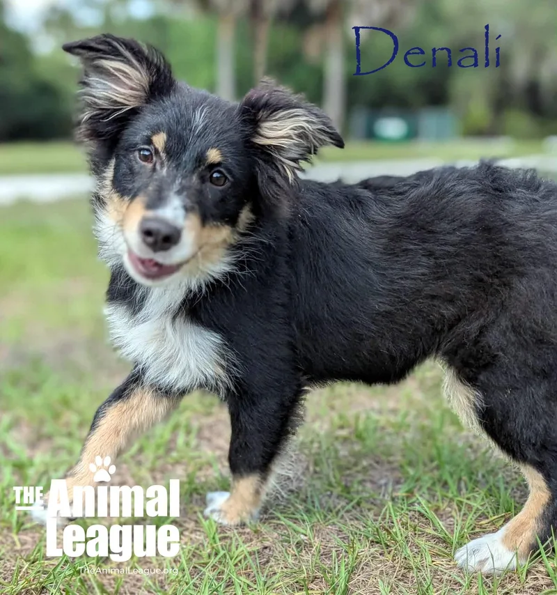 Denali thumbnail 3
