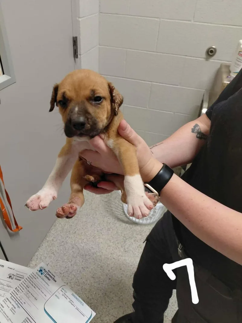 A baby large-sized male Pit Bull Terrier dog named Norman for adoption in Holly Springs, NC