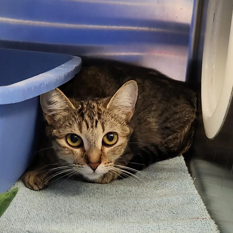 A young medium-sized female American Shorthair cat named Ishta for adoption in Grand Rapids, MI