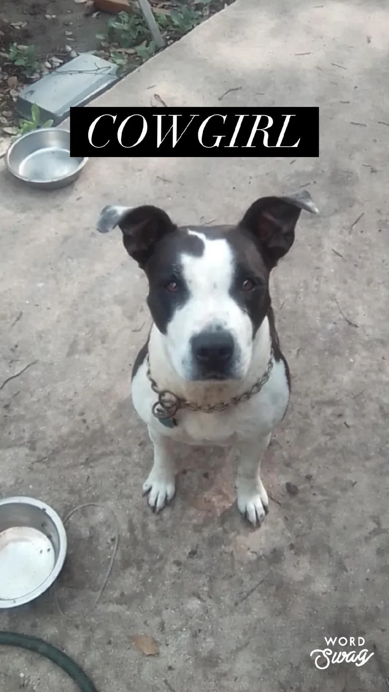 An adult medium-sized female Black Pit Bull Terrier dog named Cowgirl for adoption in canyon lake, TX