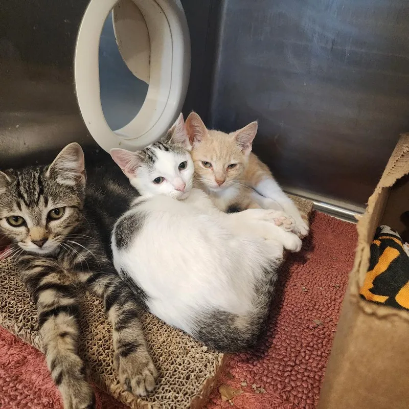 A baby small-sized male Buff / Tan / Fawn Domestic Short Hair cat named Gucci for adoption in Evensville, TN