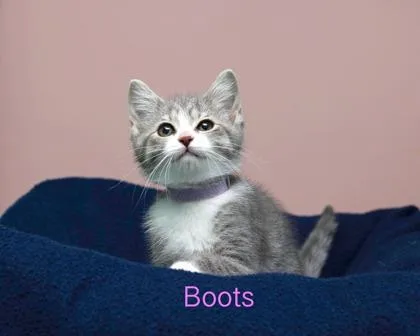 A baby small-sized female Domestic Medium Hair cat named Boots for adoption in Parma, OH
