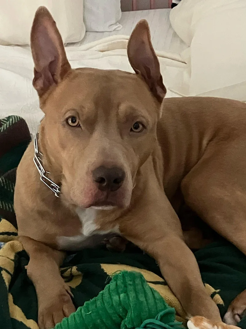An adult large-sized male Pit Bull Terrier dog named Coda for adoption in Holly Springs, NC