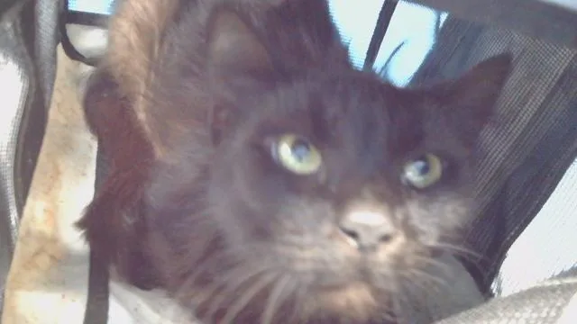 An adult large-sized female Domestic Short Hair cat named Sasha for adoption in Downey, CA