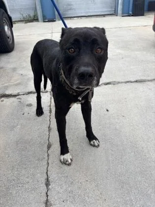 An adult medium-sized male Pit Bull Terrier dog named Max for adoption in New Orleans, LA
