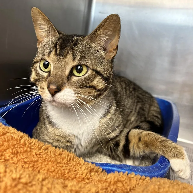 An adult medium-sized male Brown / Chocolate Domestic Short Hair cat named Chowder for adoption in Newport, NC