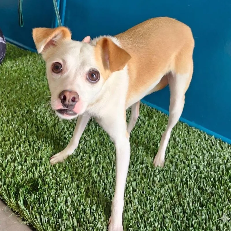 An adult small-sized male White / Cream Chihuahua dog named Arlo for adoption in Brookfield, MO