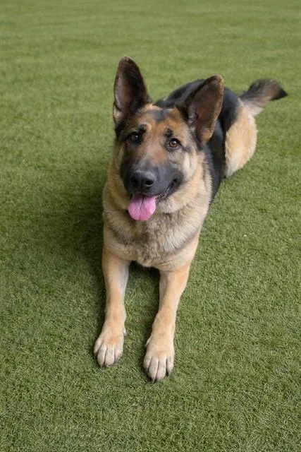 An adult extra large-sized female German Shepherd Dog dog named Millie for adoption in Lancaster, CA