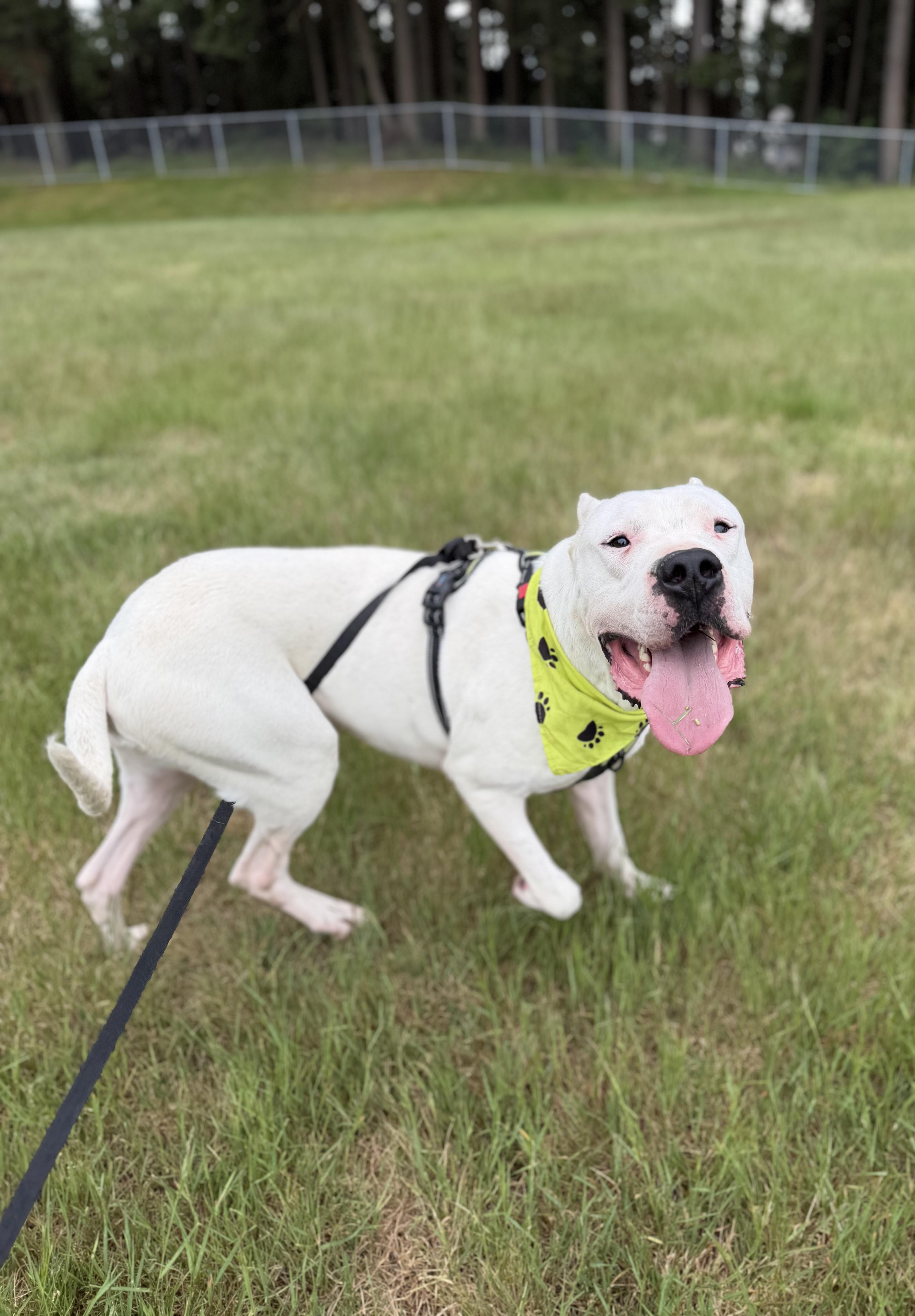 An adult extra large-sized male White / Cream Dogo Argentino dog named Zen for adoption in lynnwood , WA