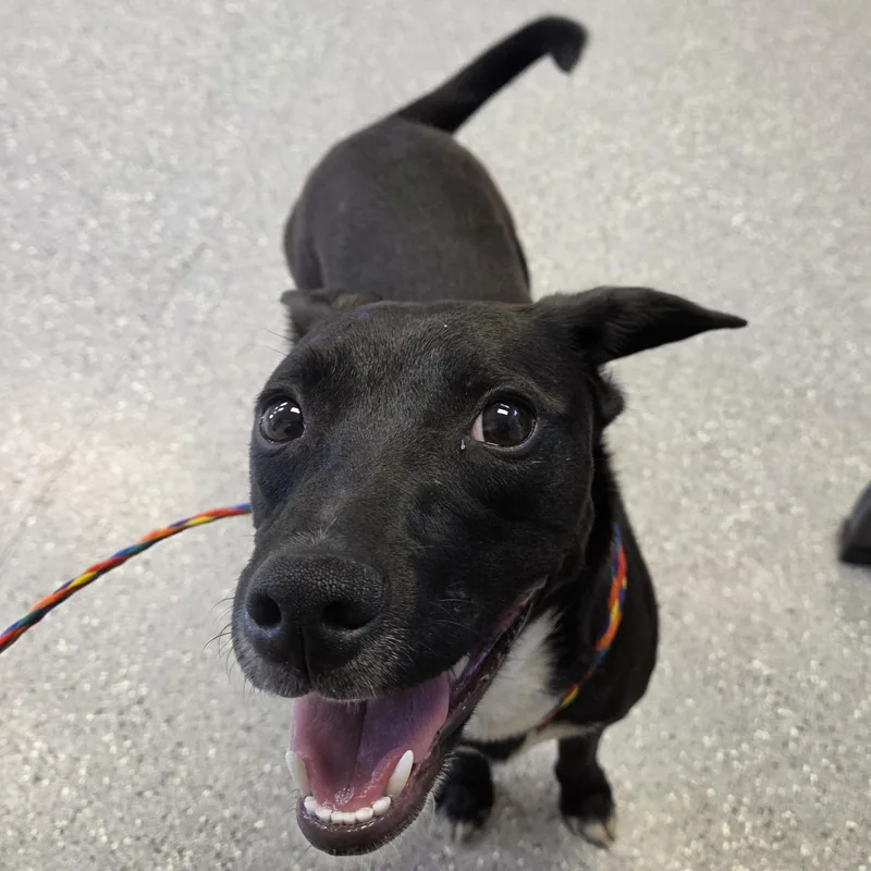 A young small-sized female Mixed Breed dog named Maddie for adoption in Watertown, NY