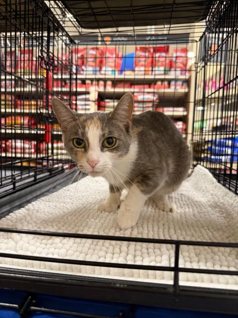 A young large-sized female Domestic Short Hair cat named Princess for adoption in warrenville, SC