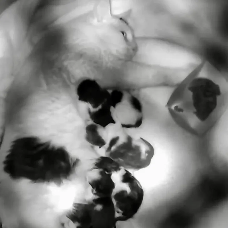 Miss Yvonne thumbnail 4