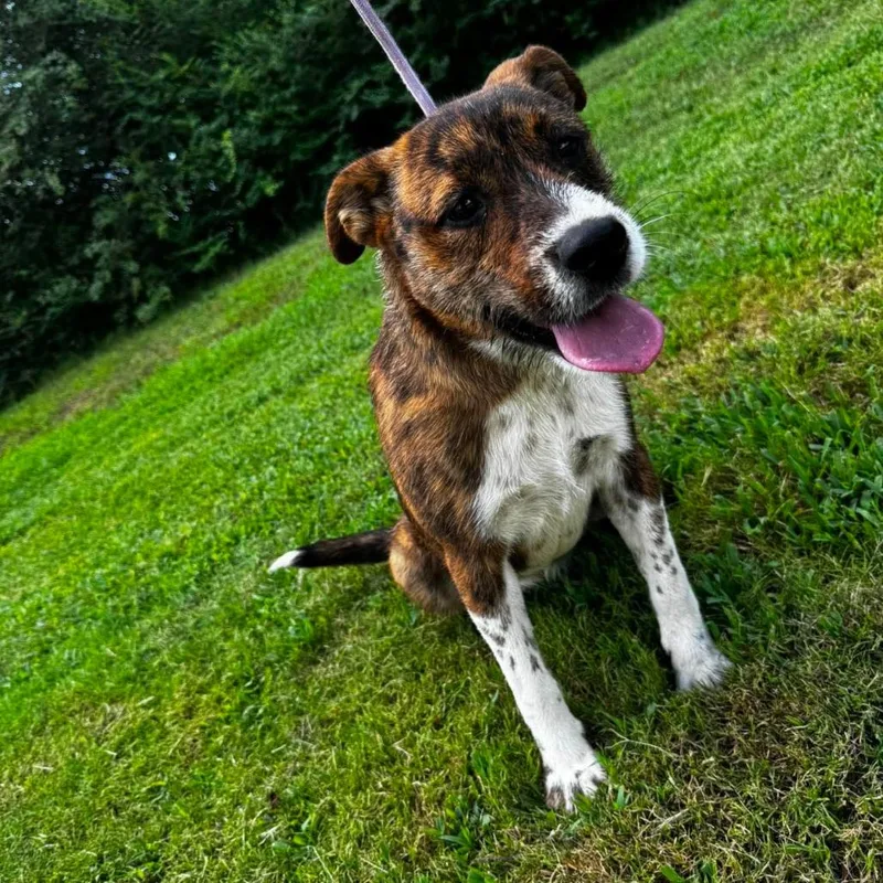 A young medium-sized female Brindle Mixed Breed dog named Eleanor for adoption in Rockville, MD