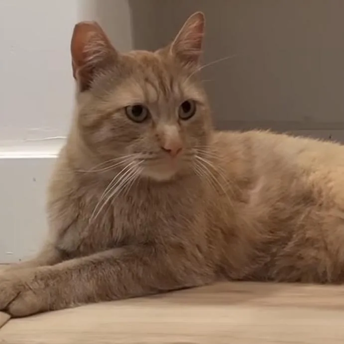 An adult large-sized male Orange / Red Domestic Short Hair cat named Calvin for adoption in Park City, UT
