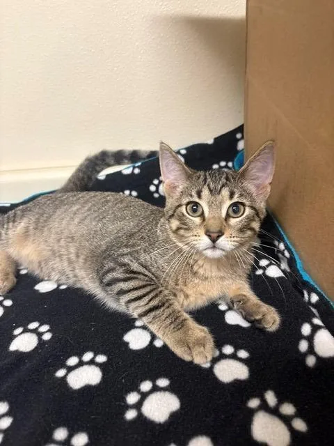 A baby small-sized male Domestic Short Hair cat named Mario for adoption in Ladysmith, WI