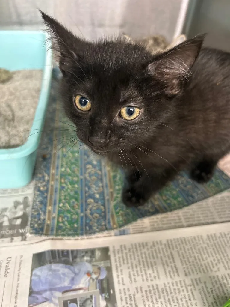 A baby large-sized male Domestic Short Hair cat named Shadow Jr. for adoption in Bryan, OH