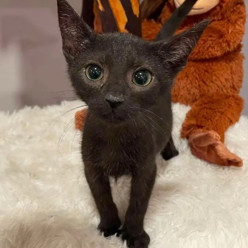 A baby medium-sized male Bombay cat named Isaac Newton for adoption in Concord, CA