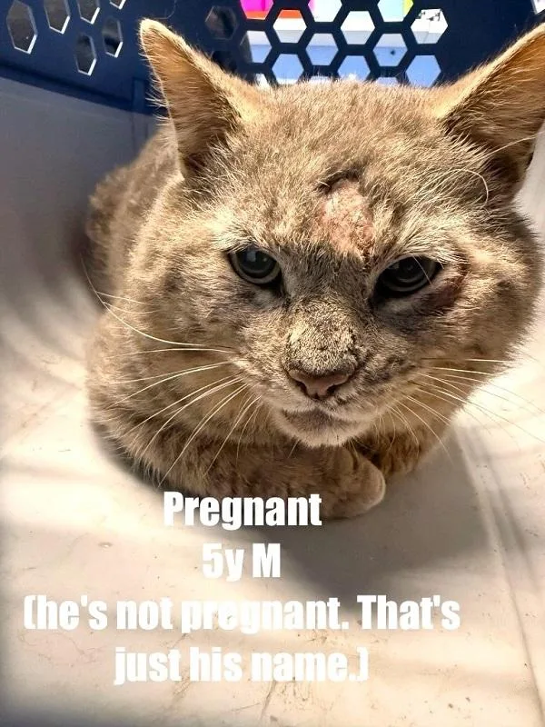 An adult medium-sized male Buff / Tan / Fawn Domestic Short Hair cat named Pregnant for adoption in Pegram, TN