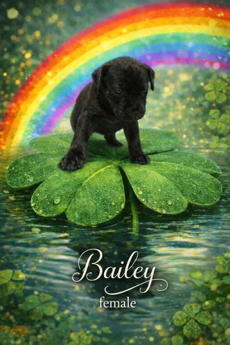 Bailey