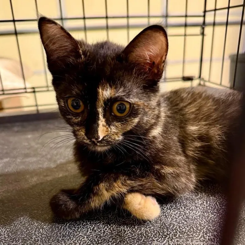 A baby small-sized female Domestic Short Hair cat named Sekhmet for adoption in Inver Grove Heights, MN