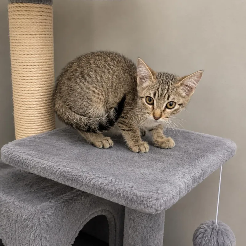 A baby medium-sized female Tabby (Buff / Tan / Fawn) Domestic Short Hair cat named Microwave for adoption in Fresno, CA