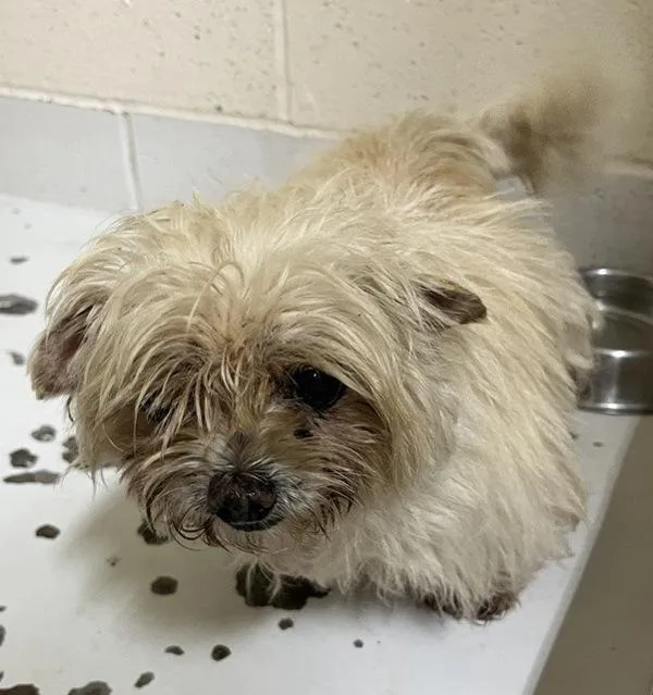 An adult small-sized male Chihuahua dog named Theodore for adoption in Vancouver, WA