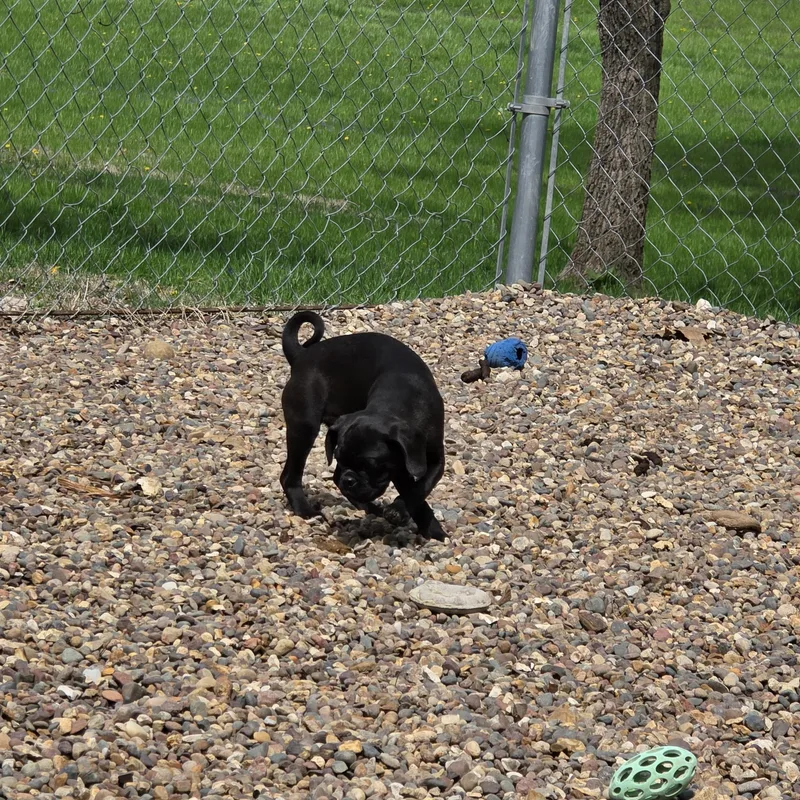 A baby small-sized male Black Cocker Spaniel dog named Anchor for adoption in Wever, IA