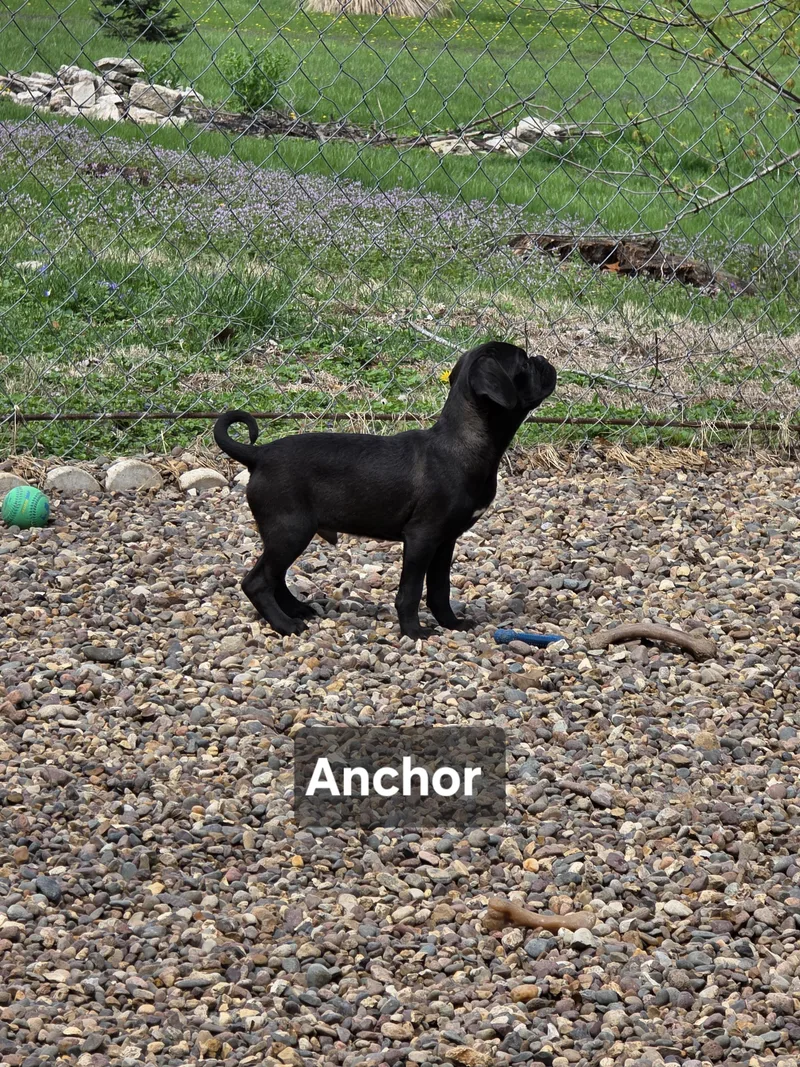 Anchor thumbnail 2