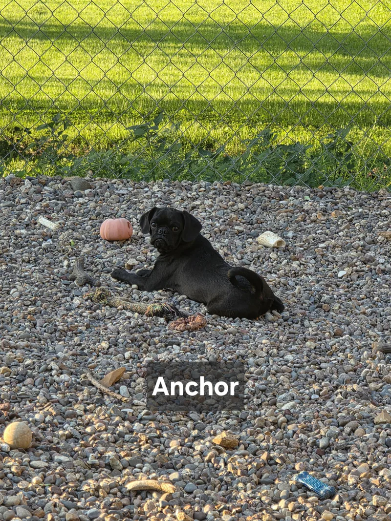 Anchor thumbnail 4