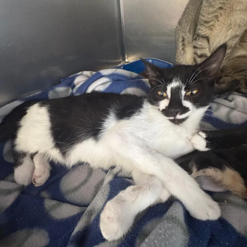 A baby small-sized male Black Domestic Short Hair cat named Bob for adoption in Spokane, WA