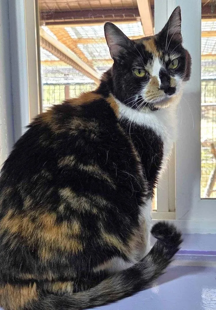 A senior medium-sized female Domestic Short Hair cat named Fairy Lock for adoption in Colorado Springs, CO