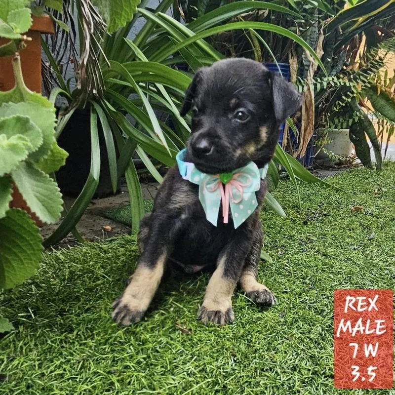 Rex Augie "the Hug thumbnail 2