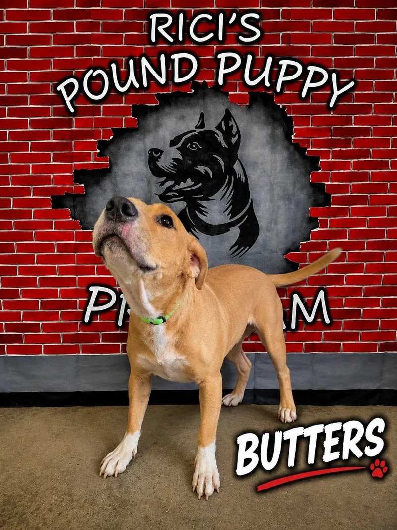 Butters