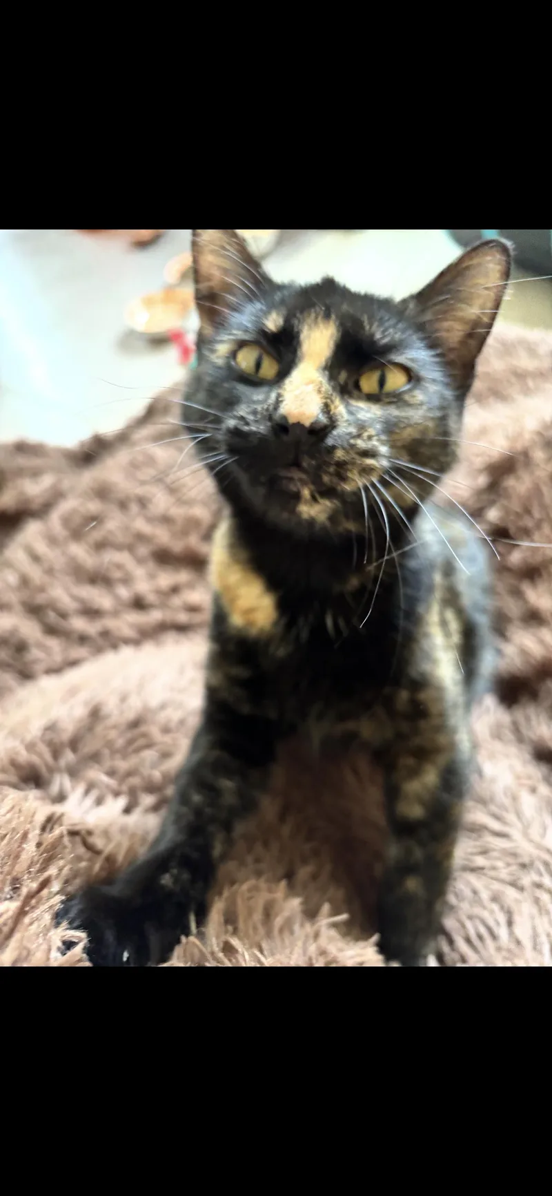 A young small-sized female Domestic Short Hair cat named Pandora for adoption in Lockport, IL