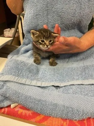 A baby small-sized male Domestic Short Hair cat named Kit for adoption in Gainesville, FL